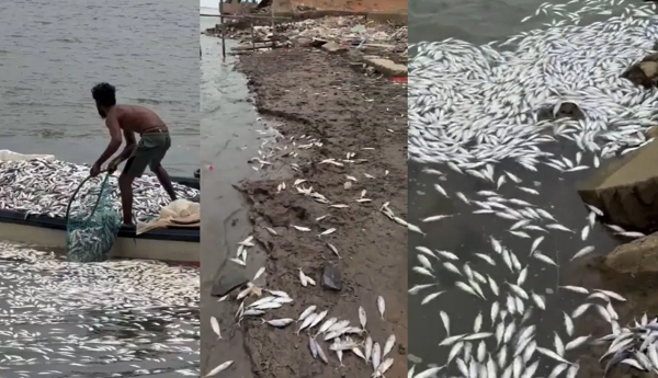 Thousands of fishlings perish in the Yanam Godavari..!