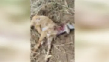 Dog attack in Chenchugudi... six rams dead.