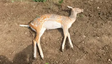 Wild deer dies
