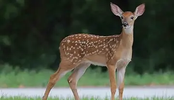 Deer meat seized in Hyderabad – Three arrested