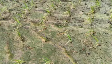 "Provide water for the crop" — Farmer; "Pay a bribe" — Water Resources Official.
