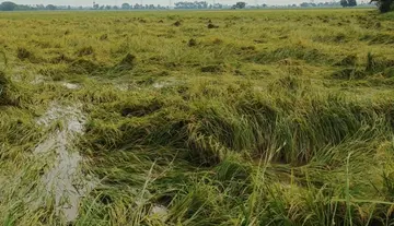 Loss of paddy crop across 750 acres