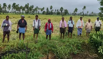 Paddy crop flattened across 16,000 acres in Kapileswarapuram