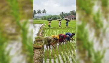 Paddy panicles