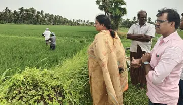 Manganese deficiency in early-season paddy fields: ADA Aruna