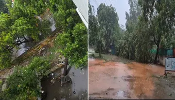 Large trees toppled in Bandar