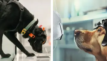 An Innovative Discovery – Cancer-Detecting Dogs...!