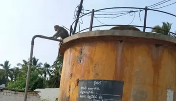 monkey
