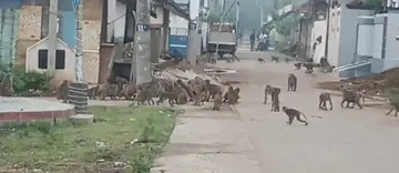 monkey.jpeg