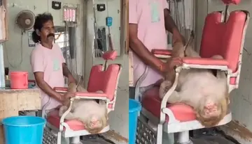 "Don't disturb... this is massage time!"