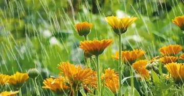 monsoon-plants