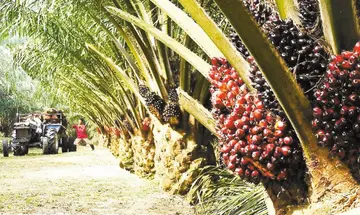 oil palm.jpg