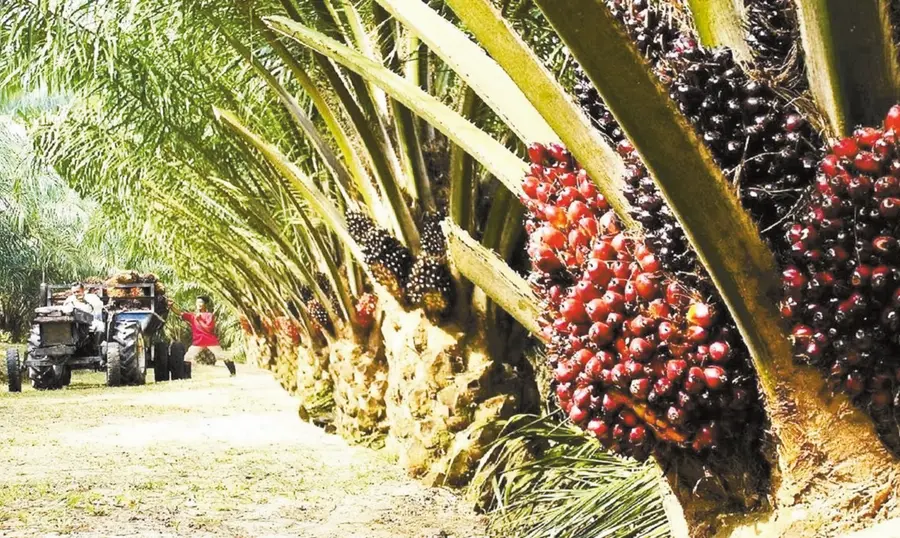 oil palm.jpg