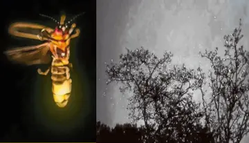 What is the secret behind these ‘natural lamps’?