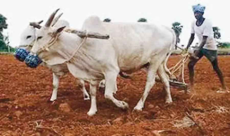 raithu