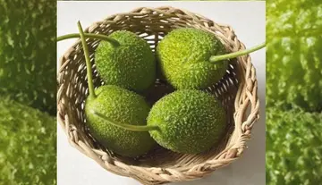 Healthy and Tasty Dishes with Spiny Gourd
