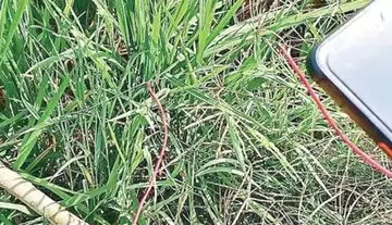 Two engineering students die after coming into contact with electric wires