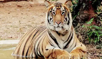 Oh my God... a tiger again!