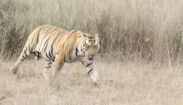 tiger