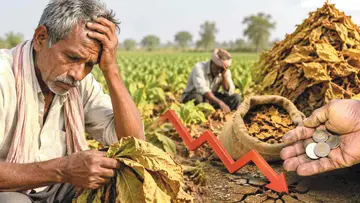 tobacco farmers