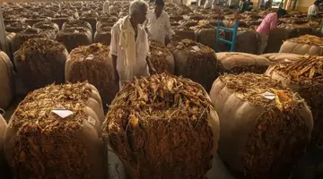 tobaco