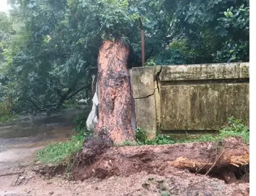 tree