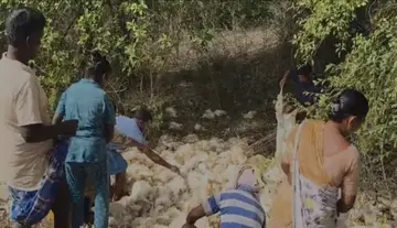 Lorry overturns... people scramble for the chickens.