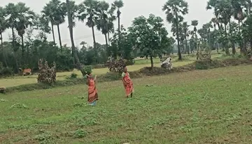 Farmers busy with weeding operations for the crops.