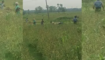 నువ్వు పంట రైతులు పొలాల్లో బిజీ బిజీ
