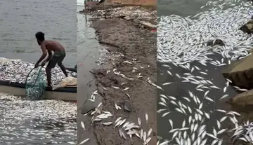 Thousands of fishlings perish in the Yanam Godavari..!